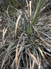 Puya lineata
