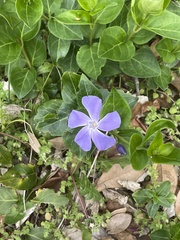 Vinca major