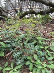 Lomatium repostum