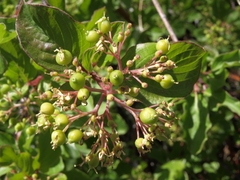 Cornus sericea sericea
