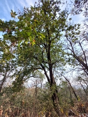 Quercus rysophylla