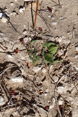 Asclepias prostrata