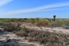 Asclepias prostrata