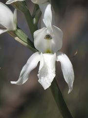 Chloraea crispa