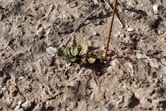 Asclepias prostrata