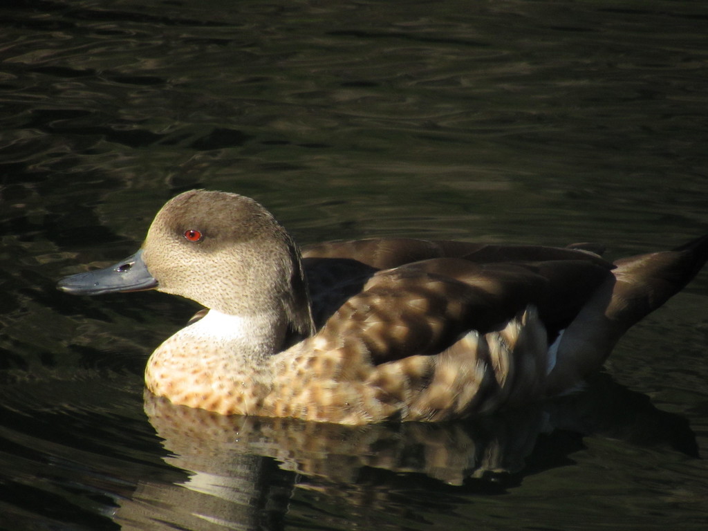 Crested Duck