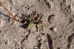 Asclepias prostrata