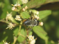 Megachile pollinosa