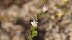 Gilia diegensis
