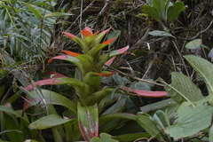 Guzmania gloriosa
