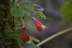 Pachycaulos nummularia