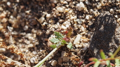 Gilia diegensis
