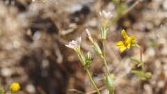 Gilia diegensis