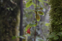 Pachycaulos nummularia