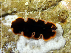 Pseudobiceros splendidus