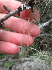 Bryoria pseudofuscescens