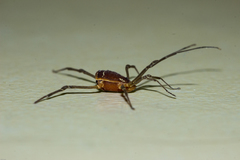 Cosmetinae