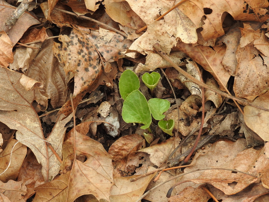 Dicots from miller county mo usa on march 27 2022 at 12 00 pm by