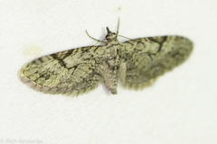 Eupithecia bolterii