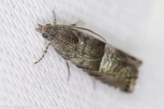 Sereda tautana