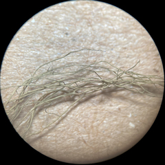 Bryoria pseudofuscescens