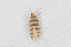 Argyresthia quadristrigella
