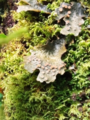 Lobaria anthraspis