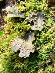 Lobaria anthraspis