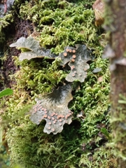 Lobaria anthraspis