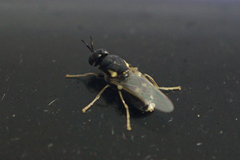 Caloparyphus tetraspilus