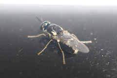 Caloparyphus tetraspilus