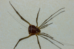 Cosmetinae
