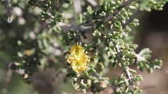 Coleogyne ramosissima