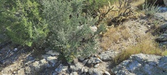 Coleogyne ramosissima