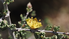 Coleogyne ramosissima