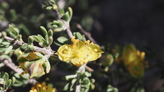 Coleogyne ramosissima