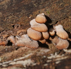 Lentinellus pulvinulus