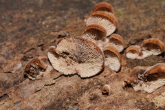 Lentinellus pulvinulus