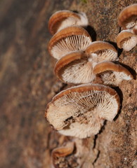 Lentinellus pulvinulus