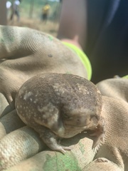 Breviceps