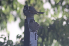 Passer domesticus