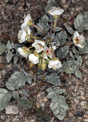 Chylismia claviformis claviformis