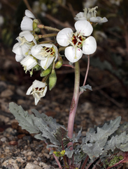 Chylismia claviformis claviformis