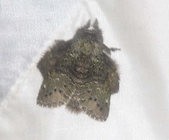 Stauropus major