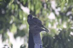 Passer domesticus