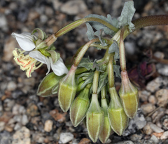 Chylismia claviformis claviformis