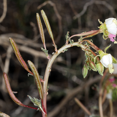 Chylismia claviformis claviformis