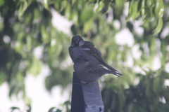 Passer domesticus