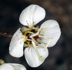 Chylismia claviformis claviformis