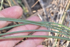 Paspalum monostachyum